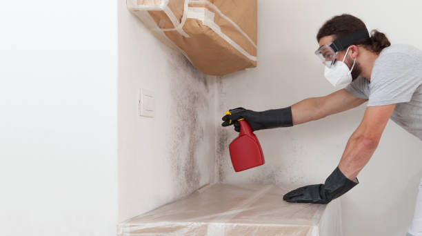 Professional Basement Mold Removal technician working in Edgewater, CO