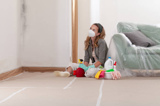 Reliable Basement Mold Removal contractor in Edgewater, CO by WQB Mold Removal