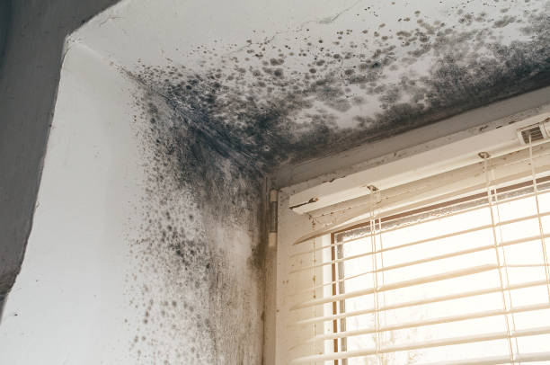 Affordable Basement Mold Removal solutions in Edgewater, CO