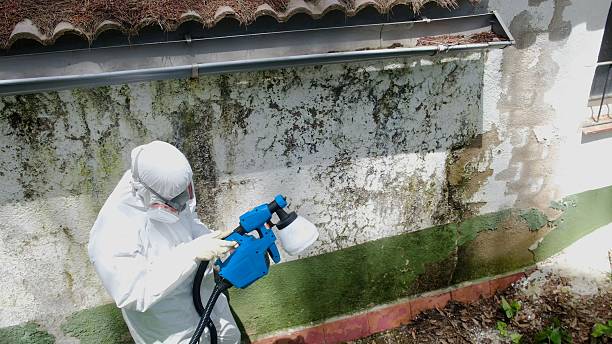 Top rated local Basement Mold Removal specialists in Edgewater, CO